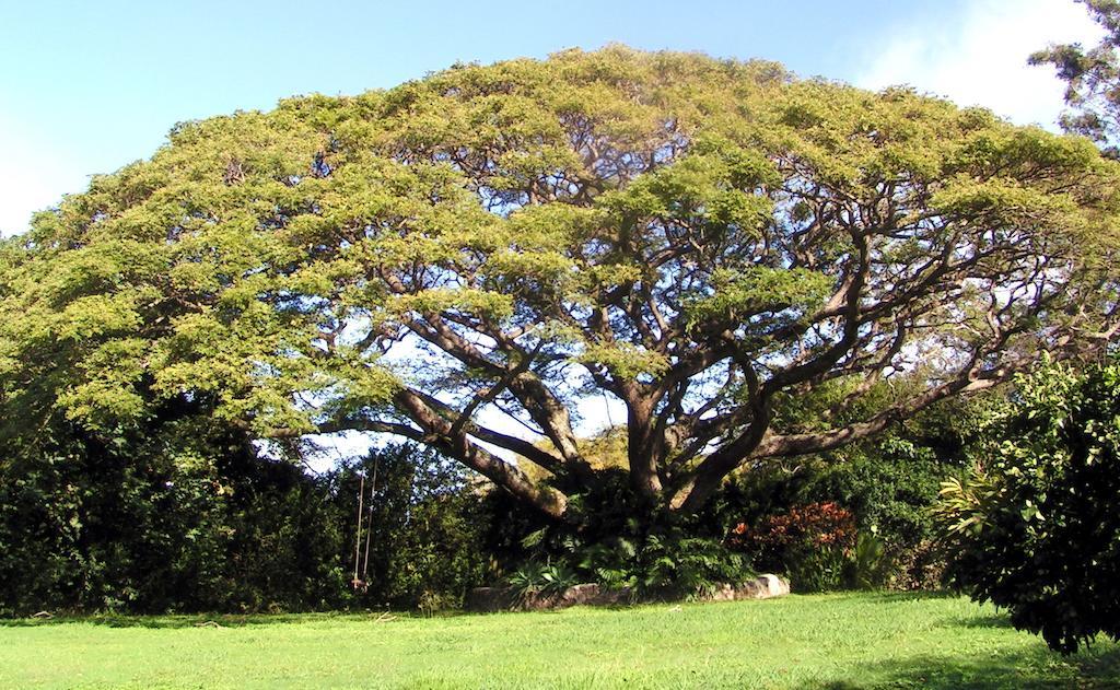 Banyan Tree B&B Retreat Makawao Buitenkant foto